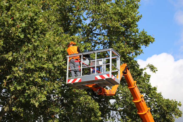 Best Fruit Tree Pruning  in USA